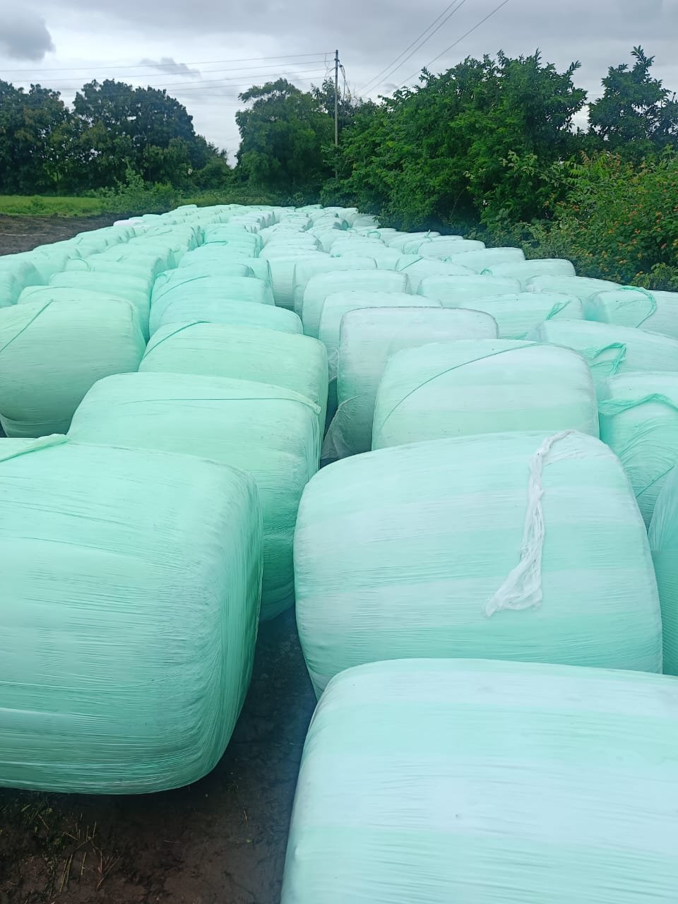 Silage Making Process