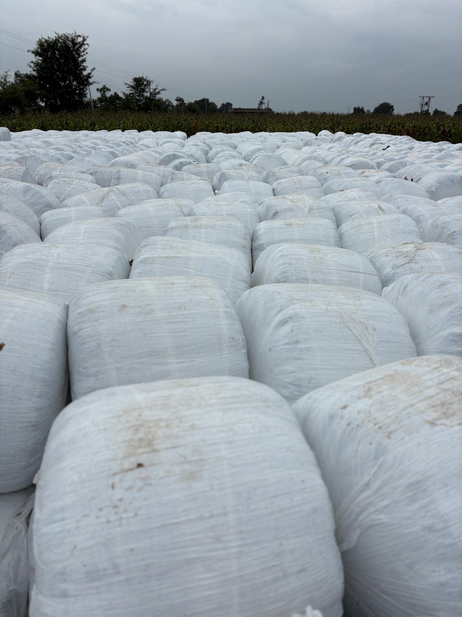 Milk Cans
