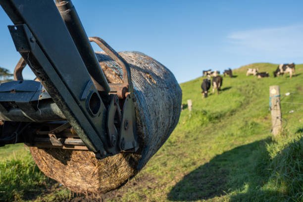 Cows eating silage