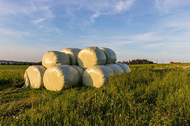Silage bales in field