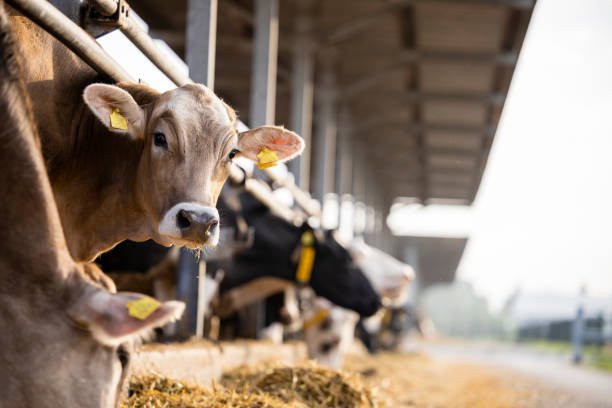 Silage feeding benefits