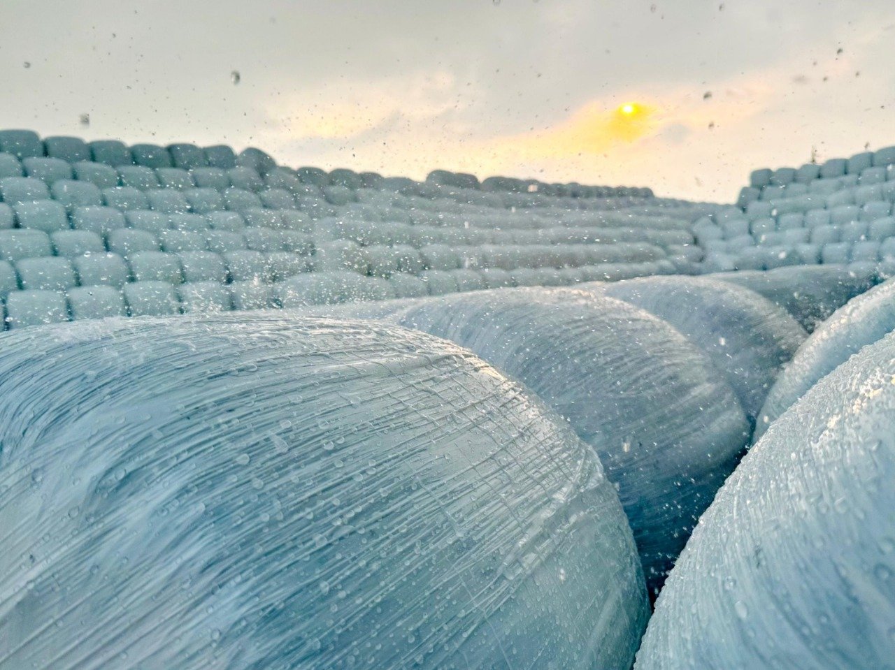 Green Gold Silage Manufacturing Process